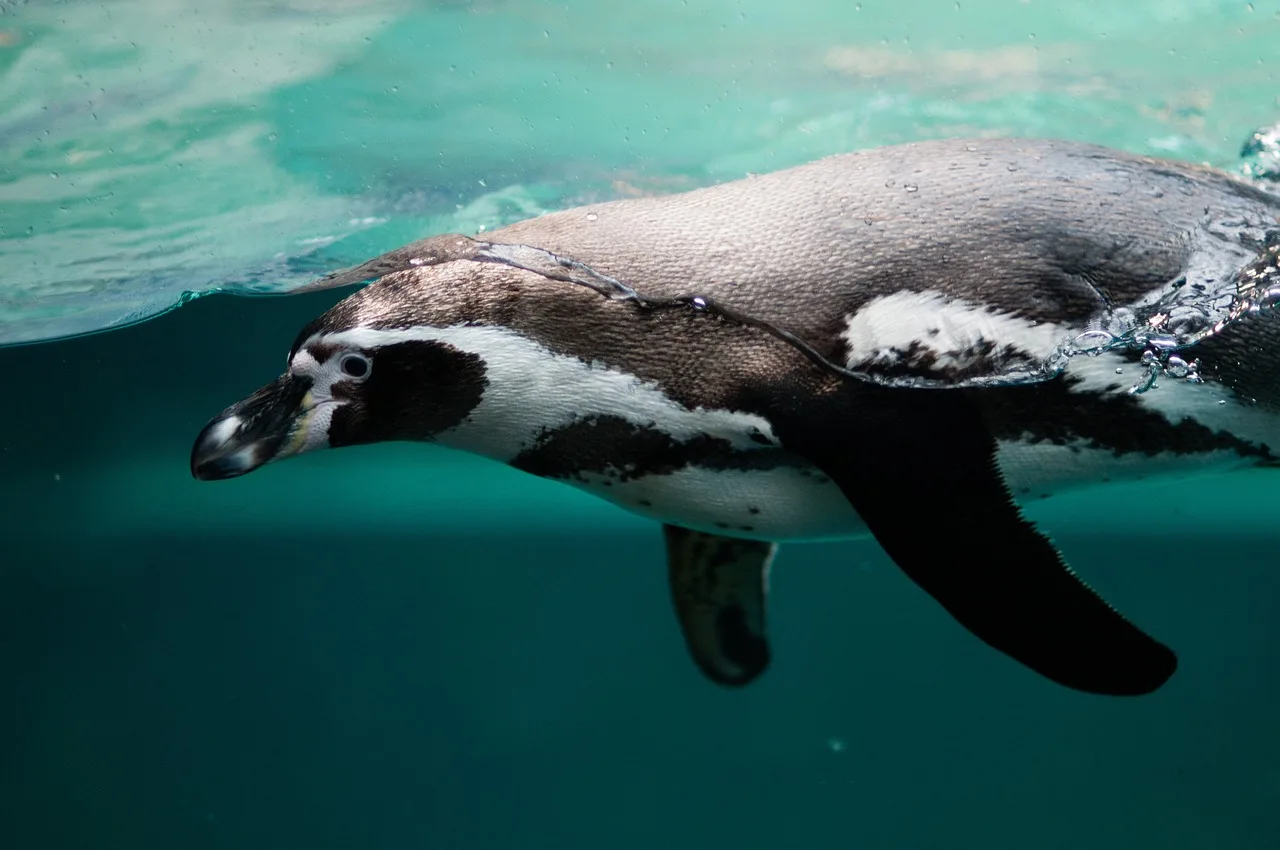 Penguen su içinde dalış anı - soğuk okyanus