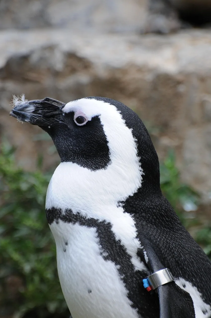 Penguen su içinde zoolojik ortam - doğa fotoğrafı
