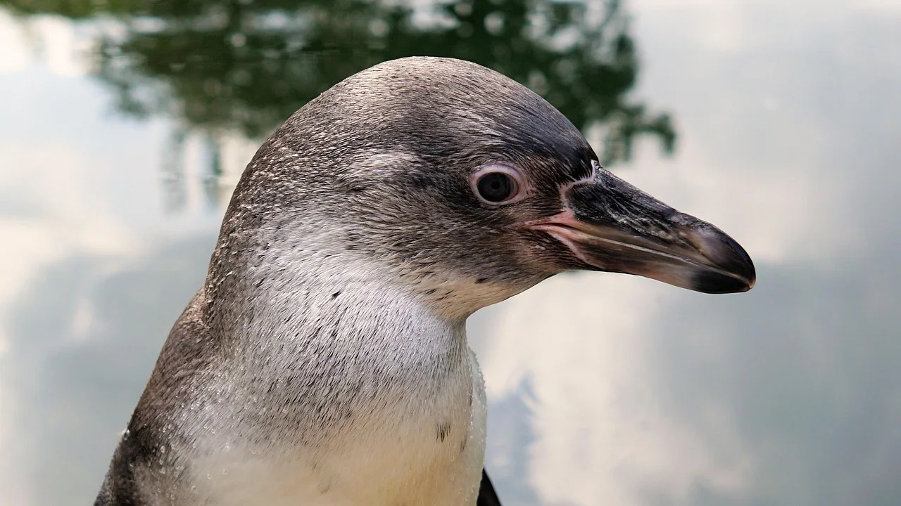 Penguen su kenarında doğal vahşi kuş fotoğrafı