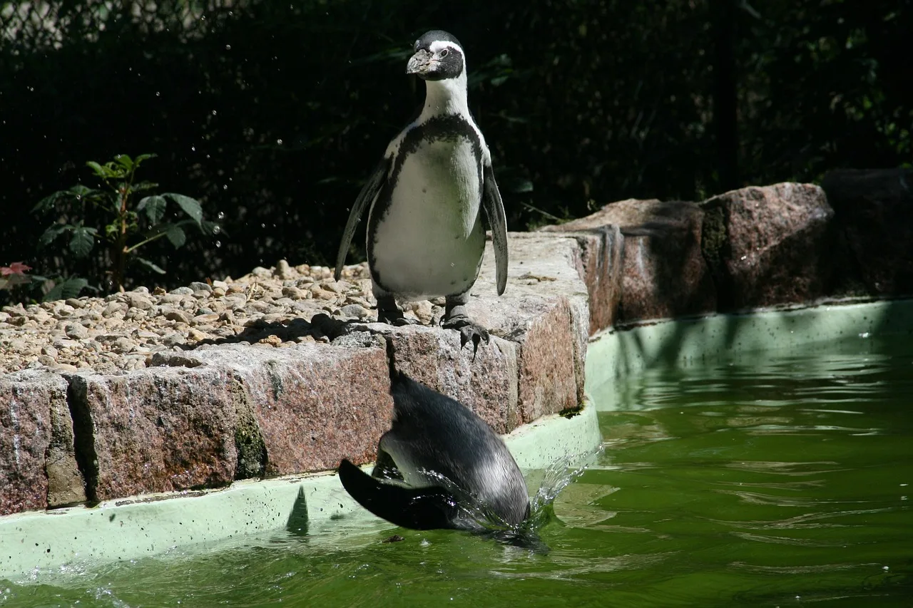 Penguen su kenarında doğal yaşam anı
