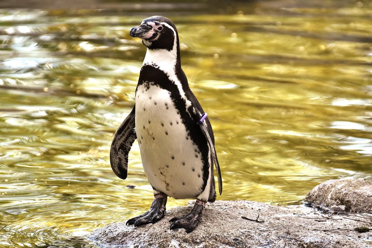 Penguen su kenarında doğal yaşam fotoğrafı