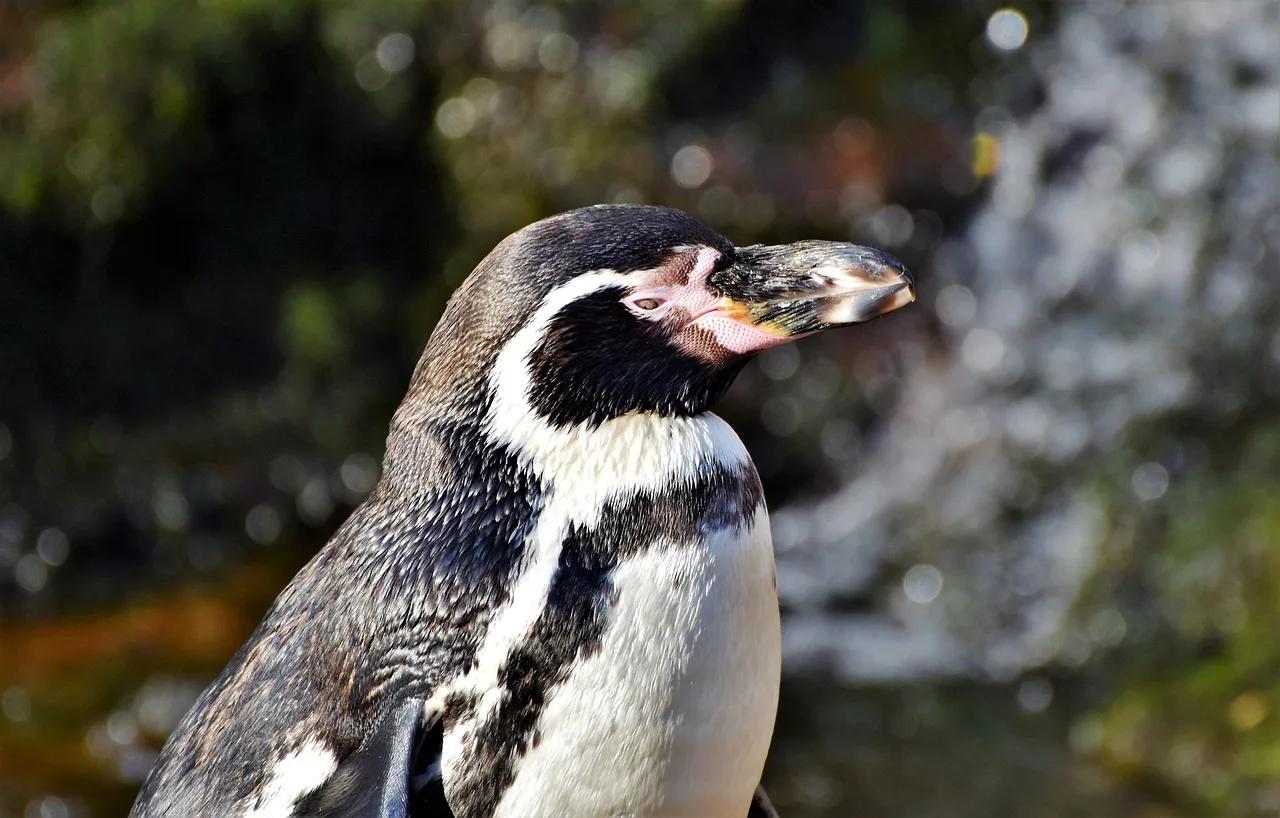 Penguen su kenarında yürürken - doğa fotoğrafı Penguen su kenarında yürürken - doğa fotoğrafı