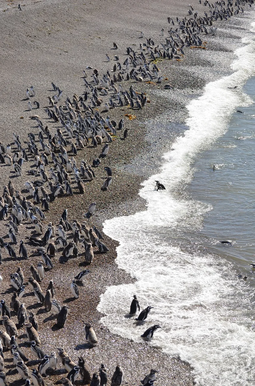 Penguen sürüsü kıyı ormanında yürürken - doğa fotoğrafı