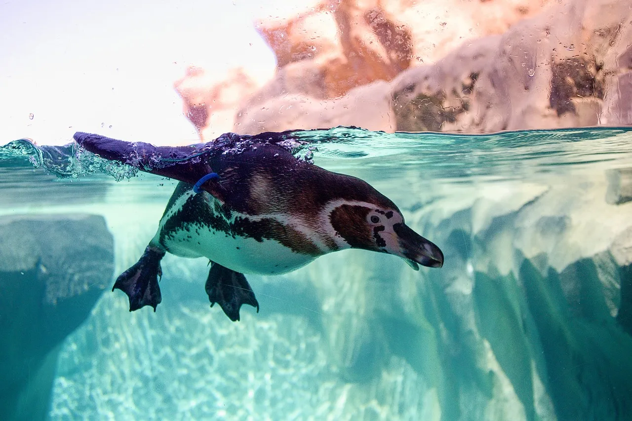Penguen suyun içinde yakın plan - deniz kuşu