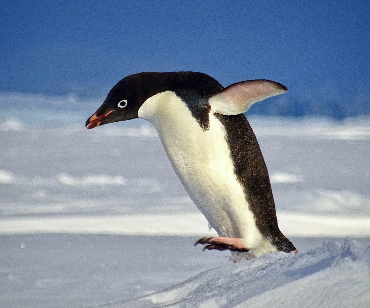 Penguen uçar gibi hayal fotoğrafı - kutup macerası