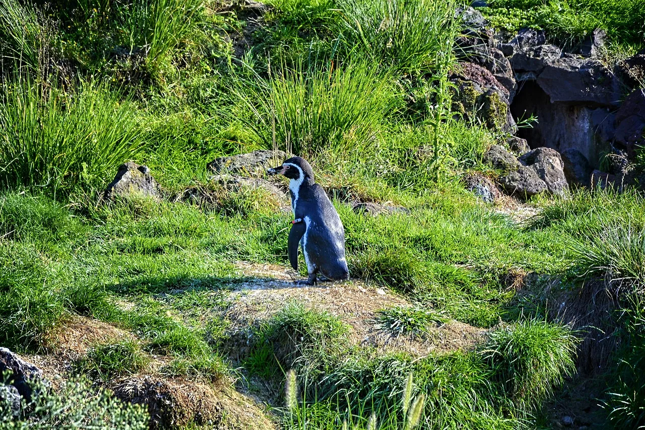 Penguenler doğa parkında Villars les Dombes
