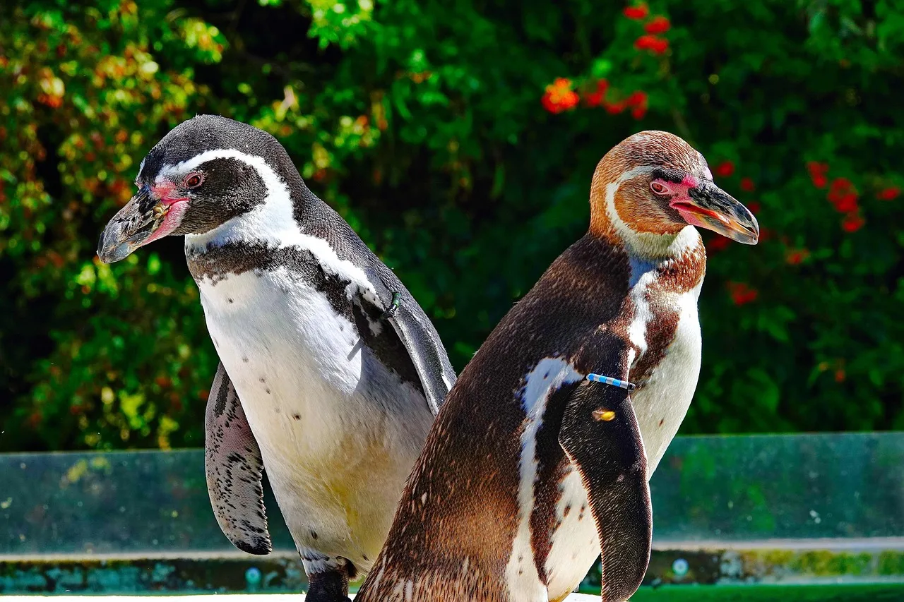 Penguenler ve kuyruklu kuşlar - doğal yaşam