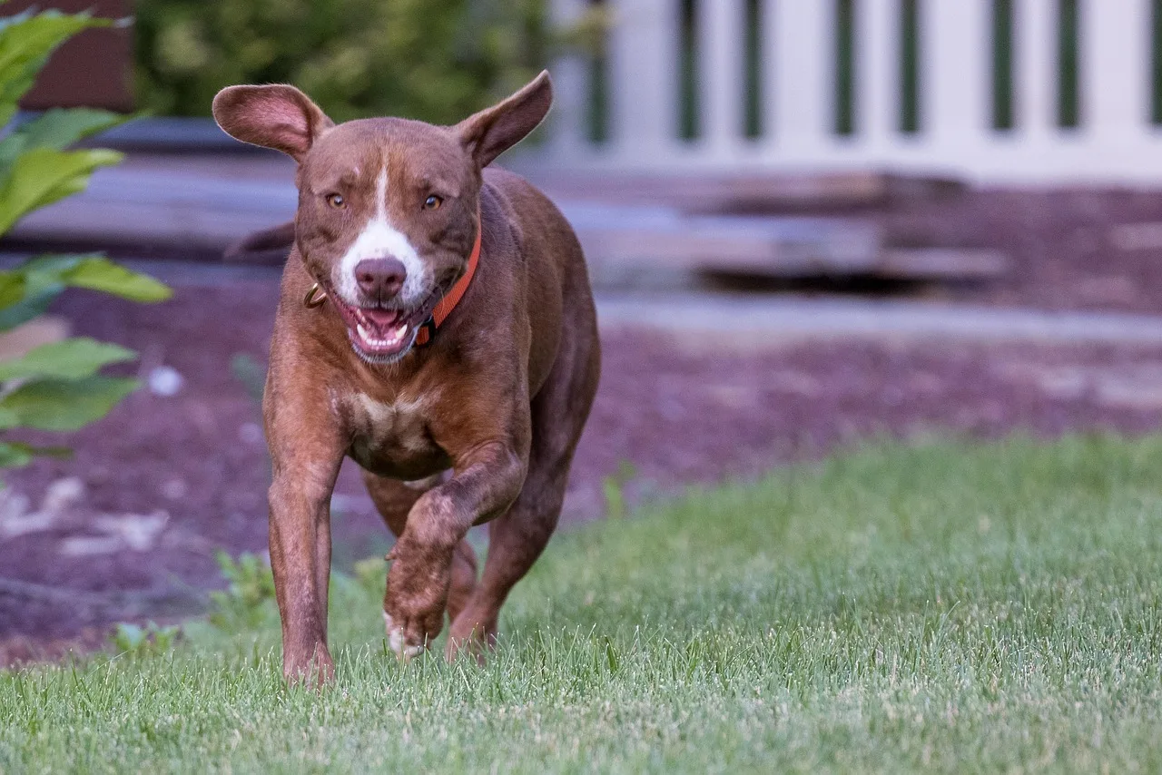 Pitbull yavru koşu anı - bahçede enerjik köpek