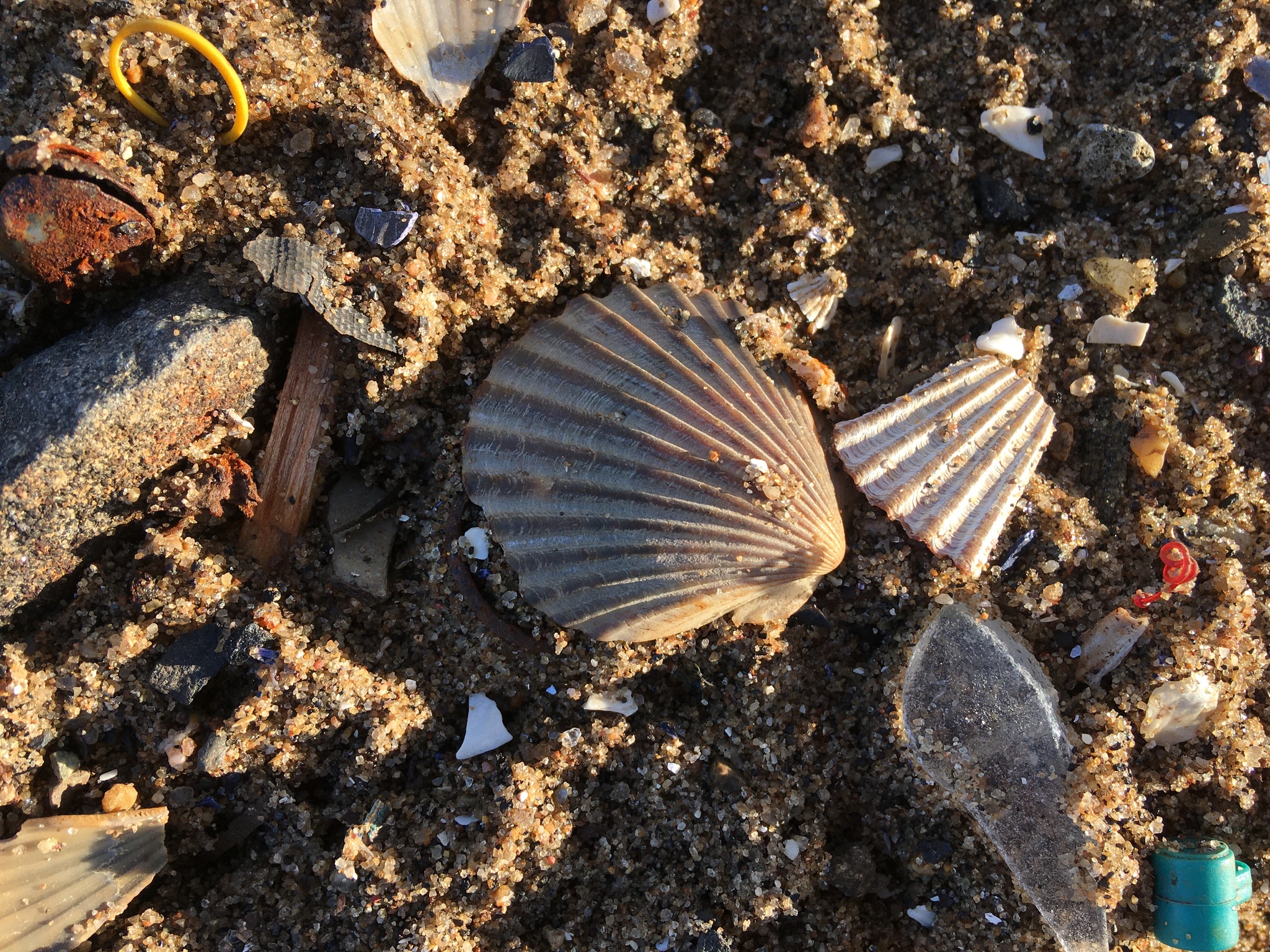 Plaj Kumunda Deniz Kabukları ve Mikroplastik Atıkların Çarpıcı Uyumu