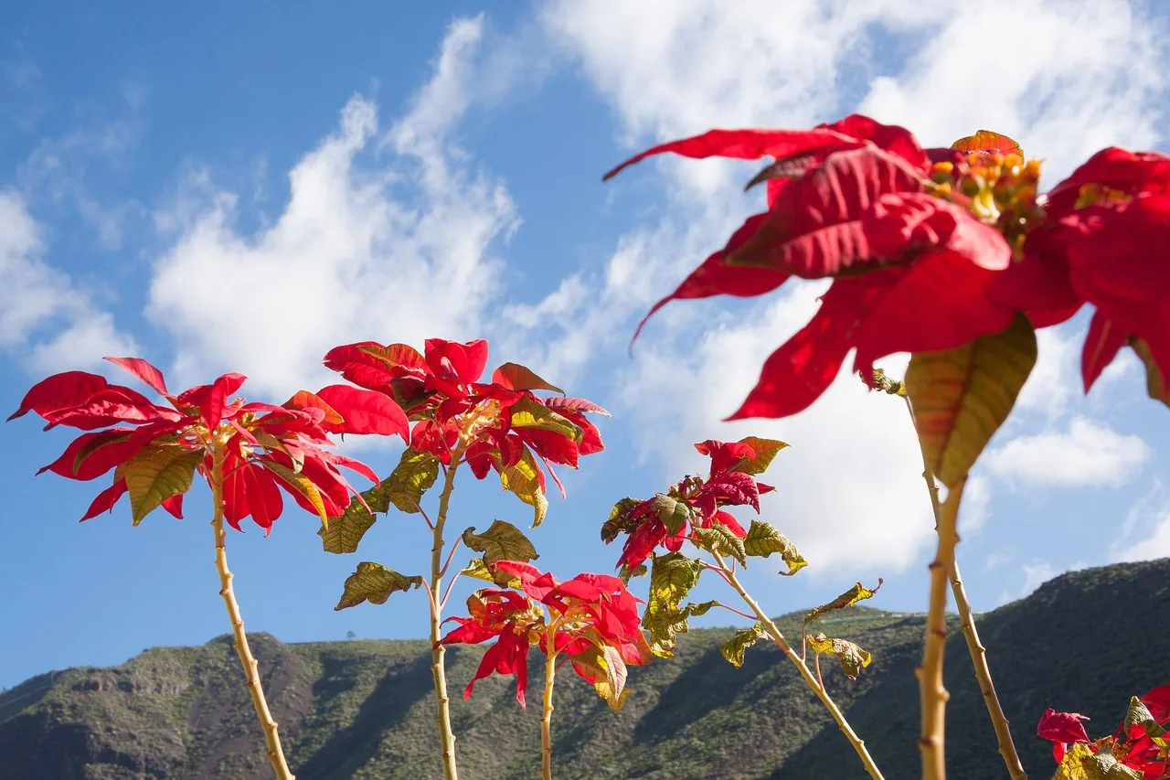 Poinsettia çiçeği - kırmızı yıldız bitkisi Poinsettia çiçeği - kırmızı yıldız bitkisi