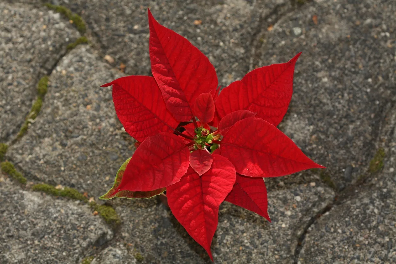 Poinsettia kırmızı çiçekli süs bitkisi fotoğrafı