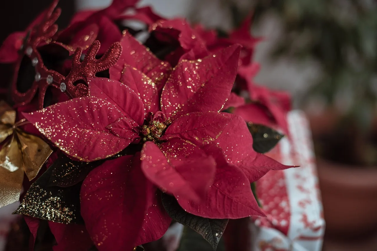 Poinsettia süslemeli yılbaşı dekorasyonu - parlak ışıltı