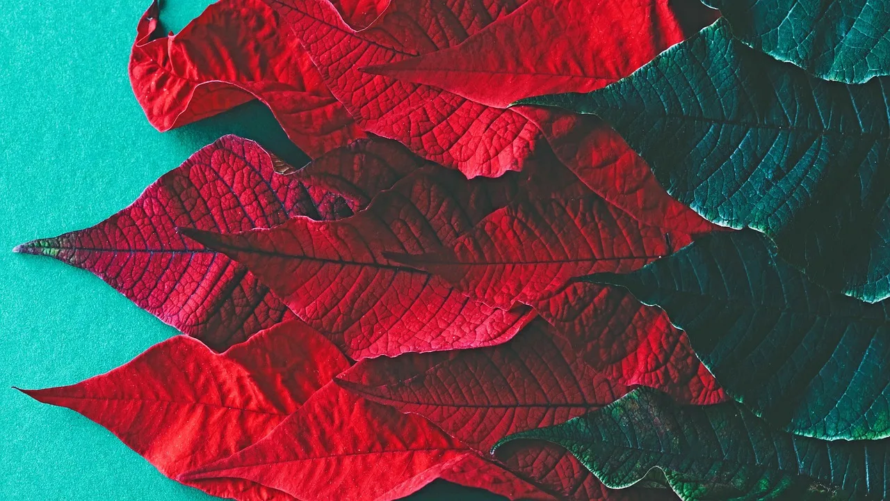 Poinsettia yapraklarıyla renkli duvar kağıdı