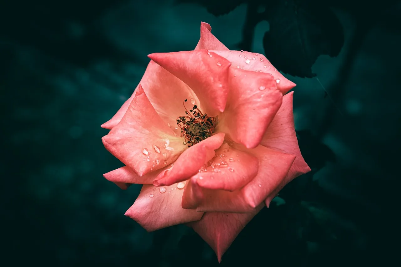 Portre turuncu gül çiçek detayları - doğa fotoğrafı