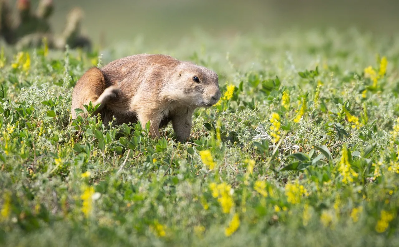 Prairie köpekçesi portresi - sevimli doğa fotoğrafı