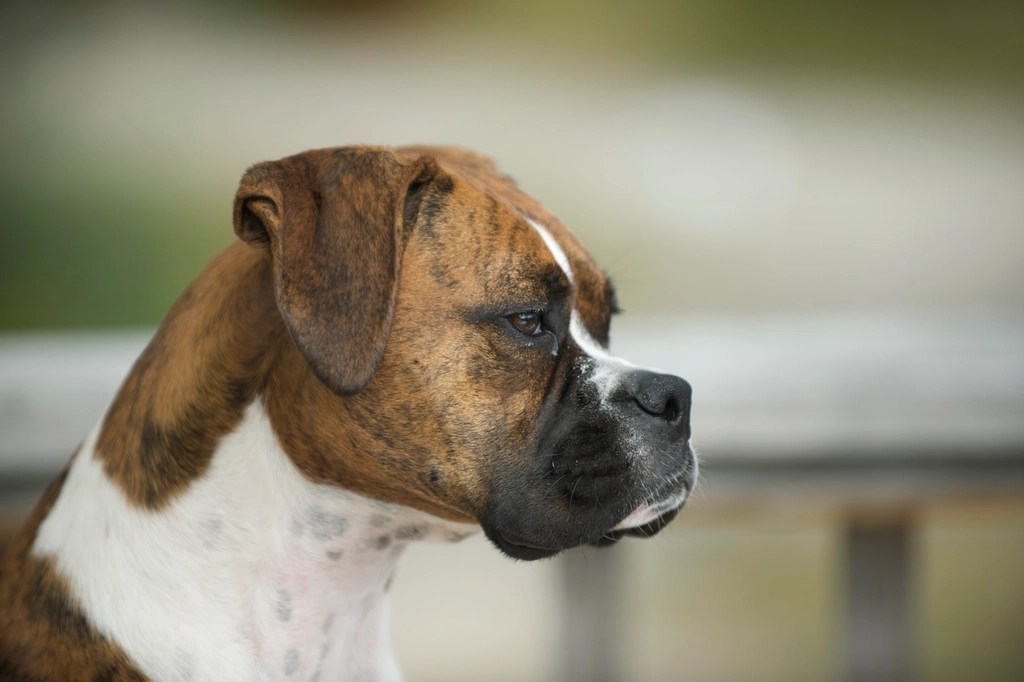 Profilden Çekilmiş Boxer Köpek: Sakin Bakışlarla Evcil Hayvan Portresi