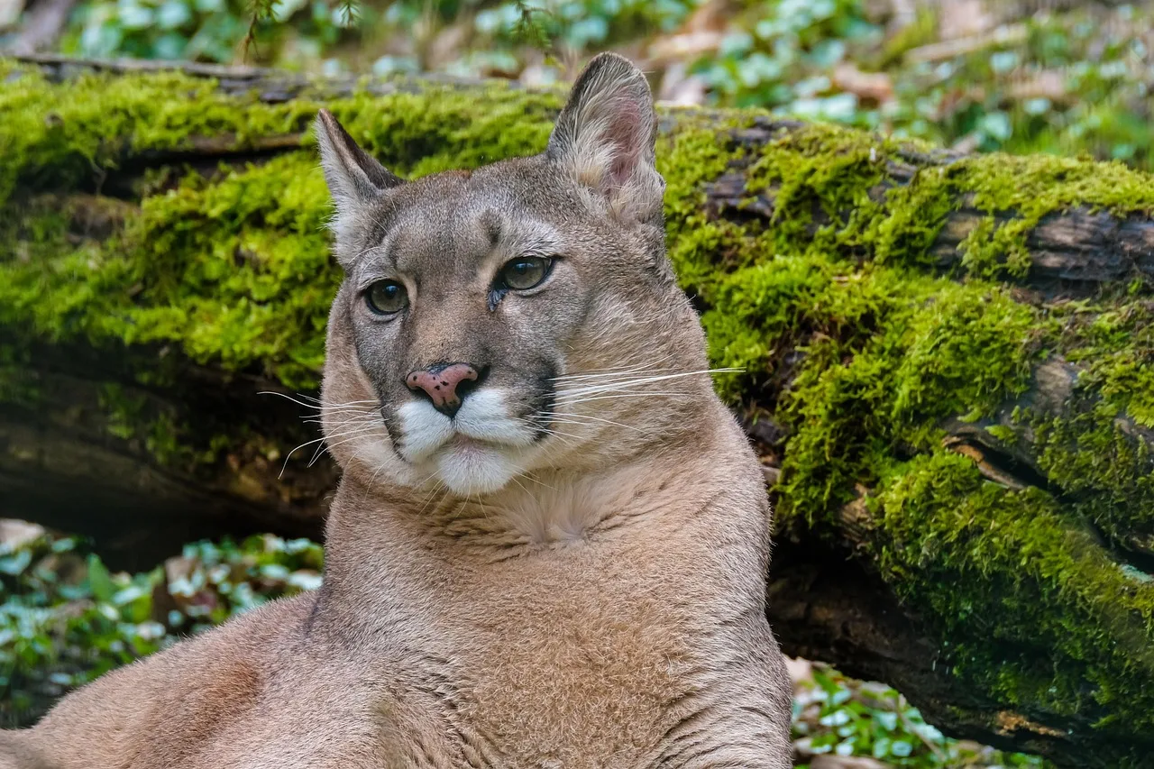 Puma dağ aslanı vahşi yaşam fotoğrafı - yırtıcı