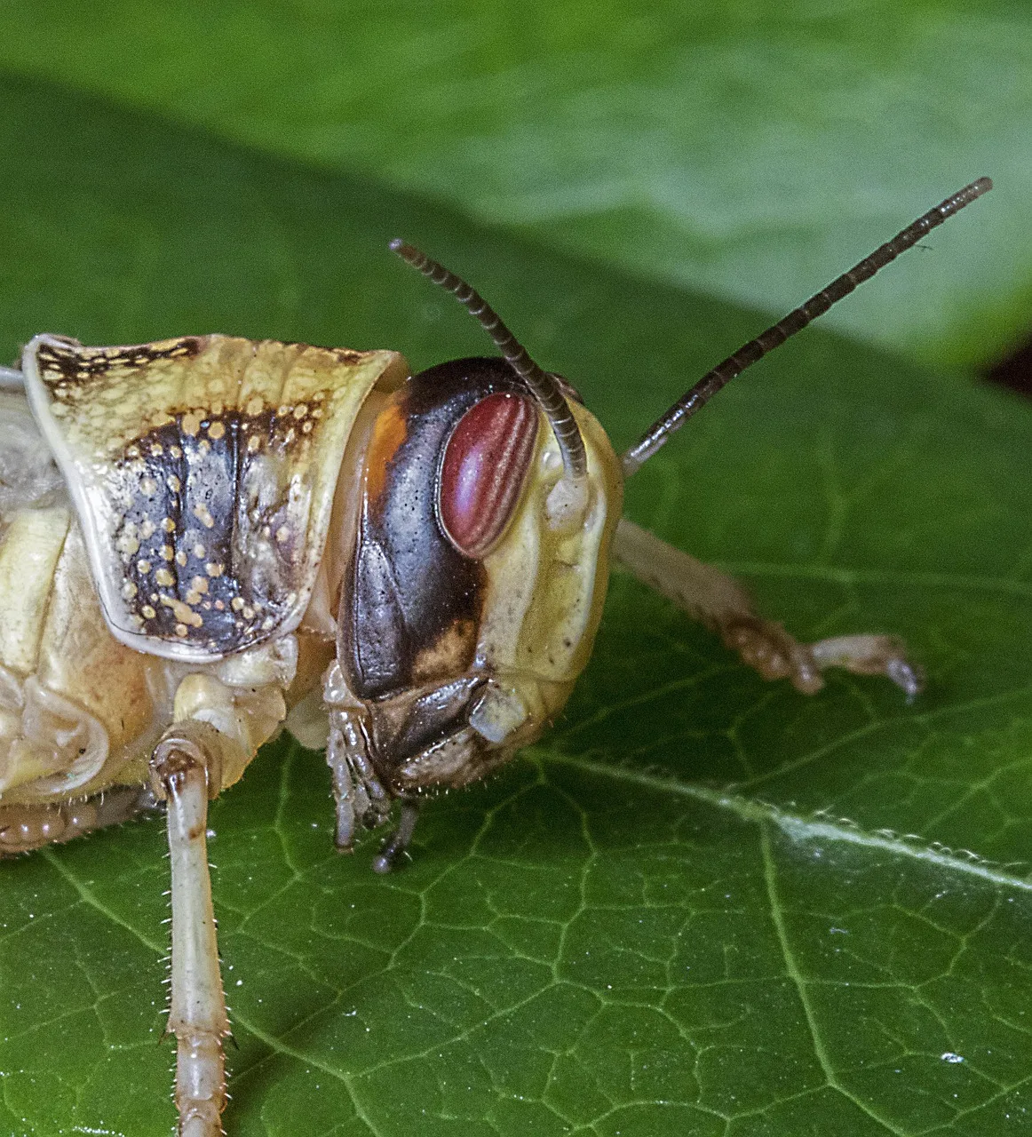 Renkli çöl çekirdeği makro fotoğrafı - doğa detayı