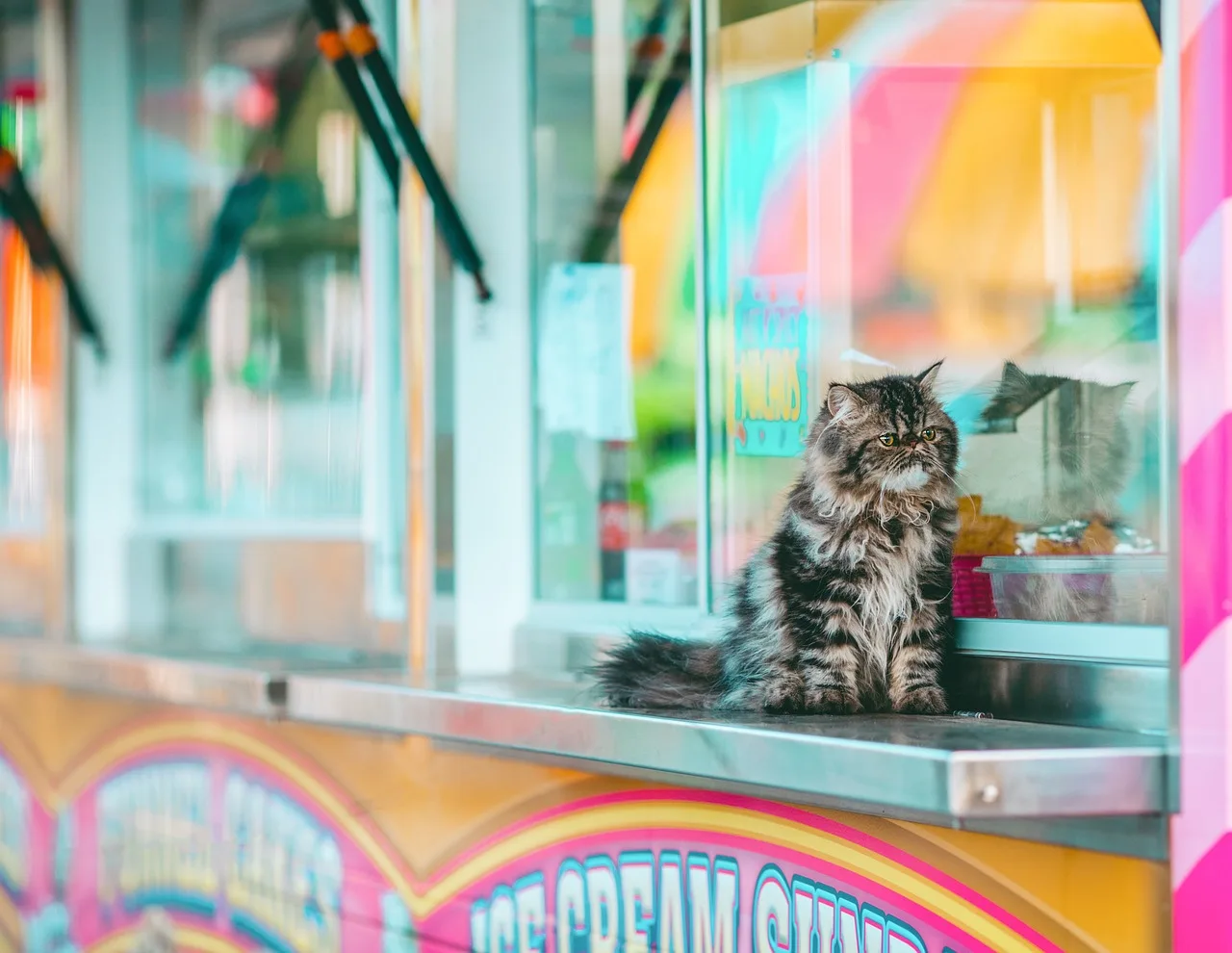 Renkli karnavalda sevimli tabby kedi portresi