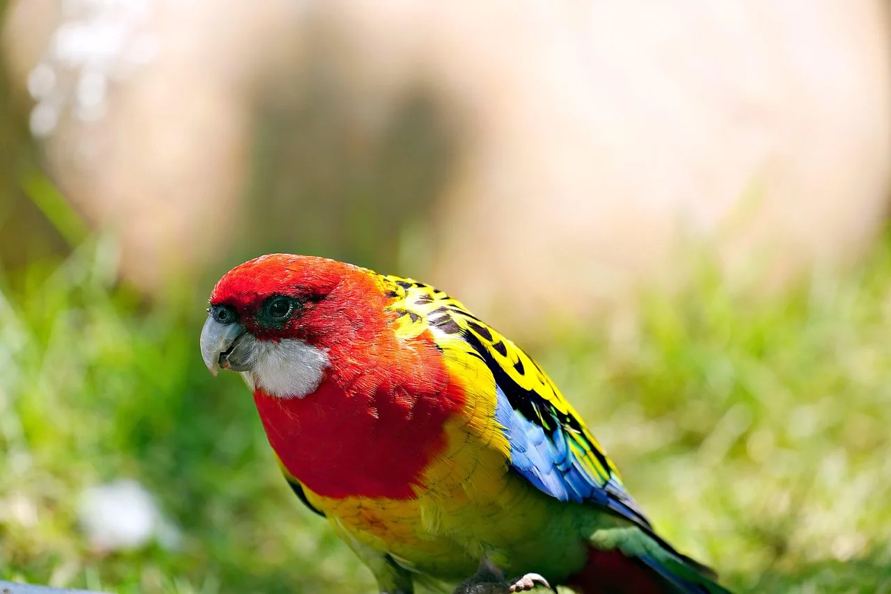 Renkli rosella papağanı doğada