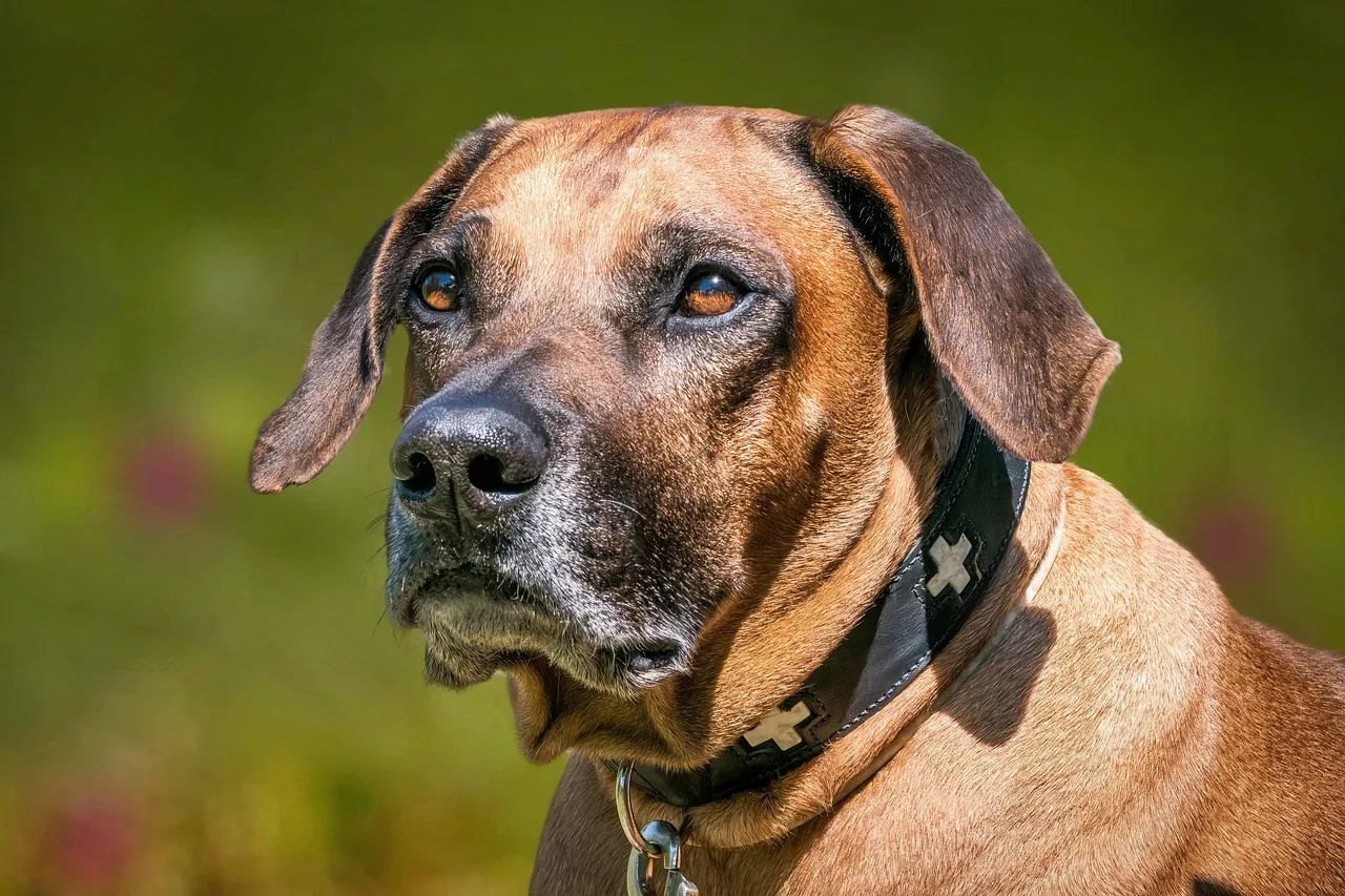 Rhodesian Ridgeback dış mekanda yakın çekim - safkan köpek