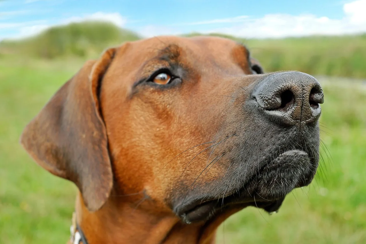 Rhodesian Ridgeback köpeği yakın plan - sevimli yüz
