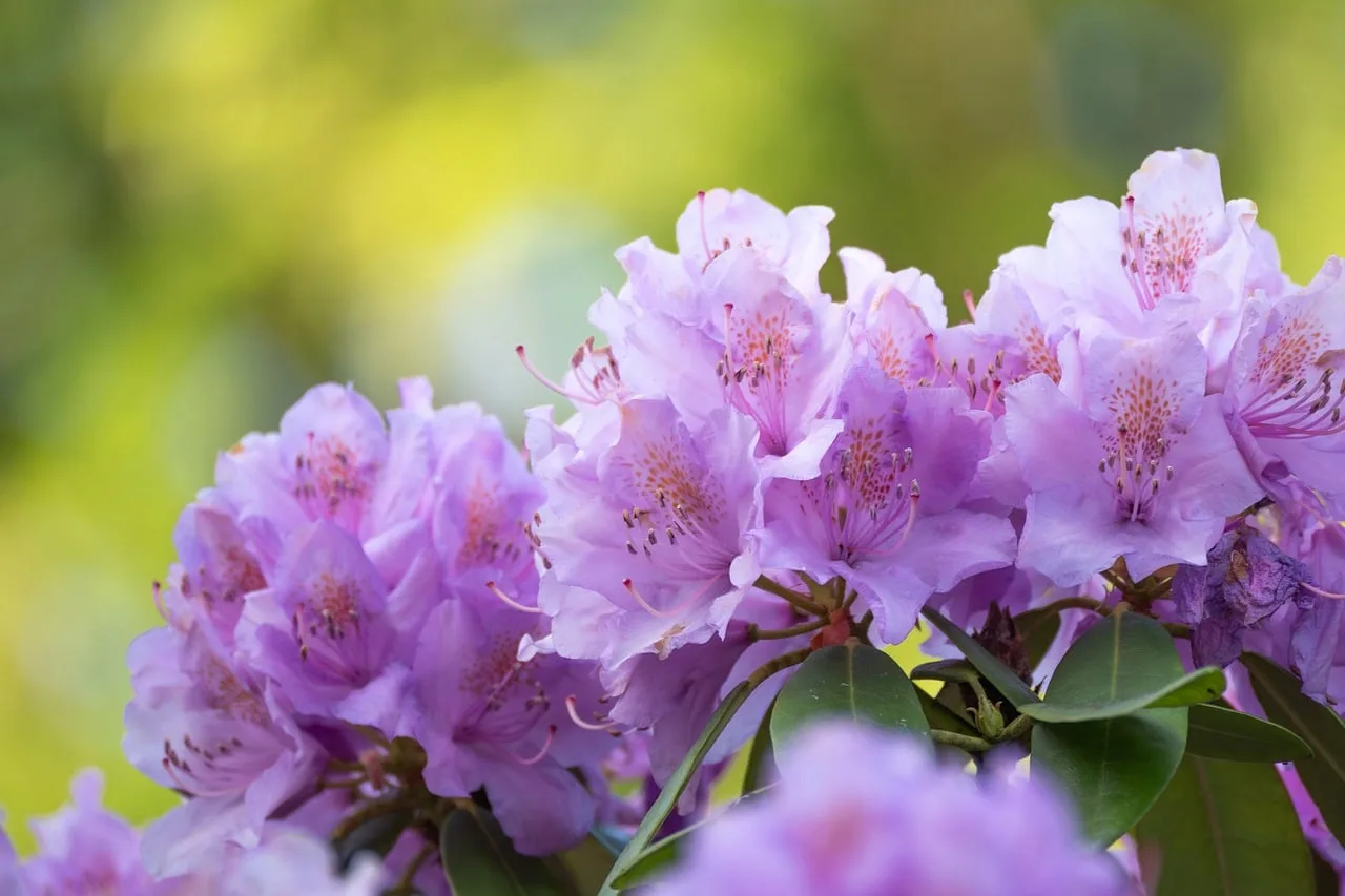 Rhododendron çiçeği bahar bahçesi - pastel renkli yakın çekim