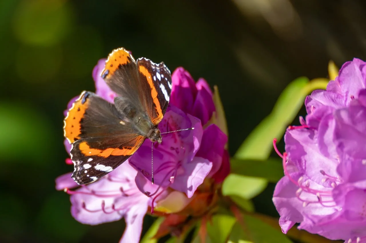 Rhododendron çiçeği kelebekli makro fotoğraf