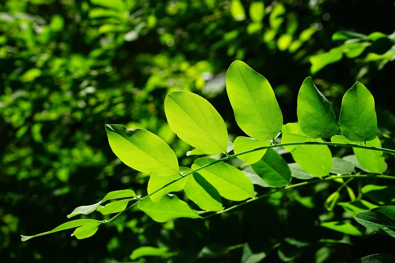 Robinia yaprağı detayları - yeşil orman