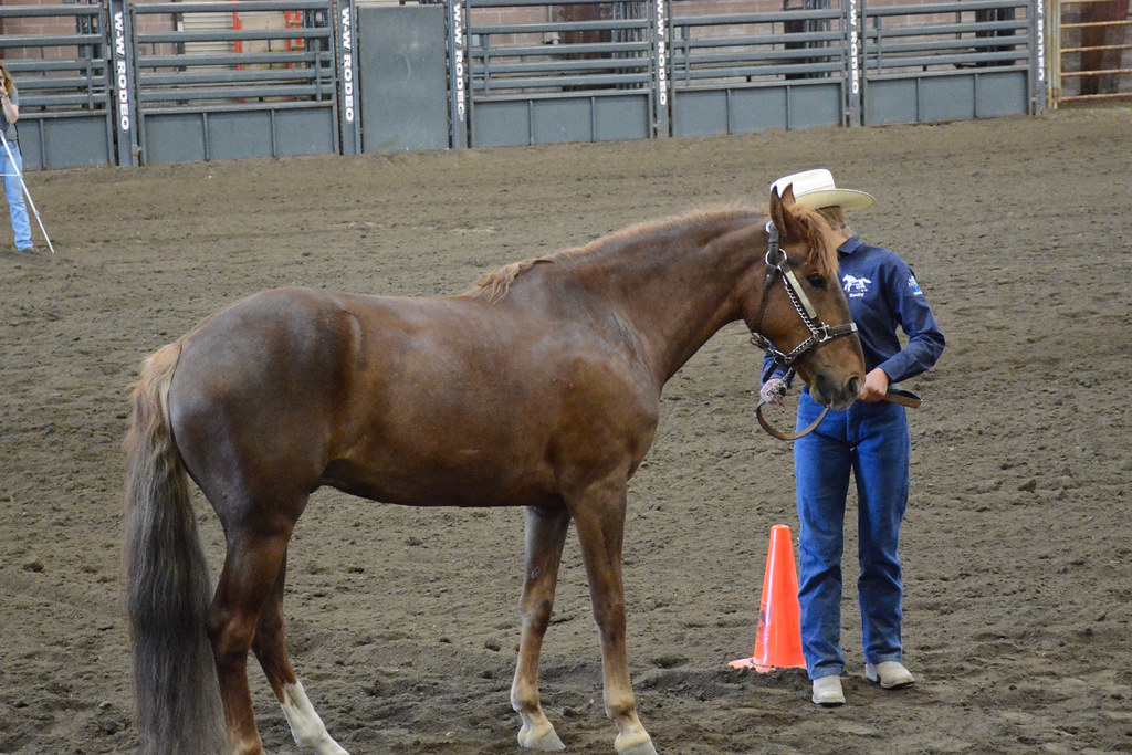Rodeo arenasını eğitmeniyle birlikte dolaşan güçlü kızıl at ve western havası
