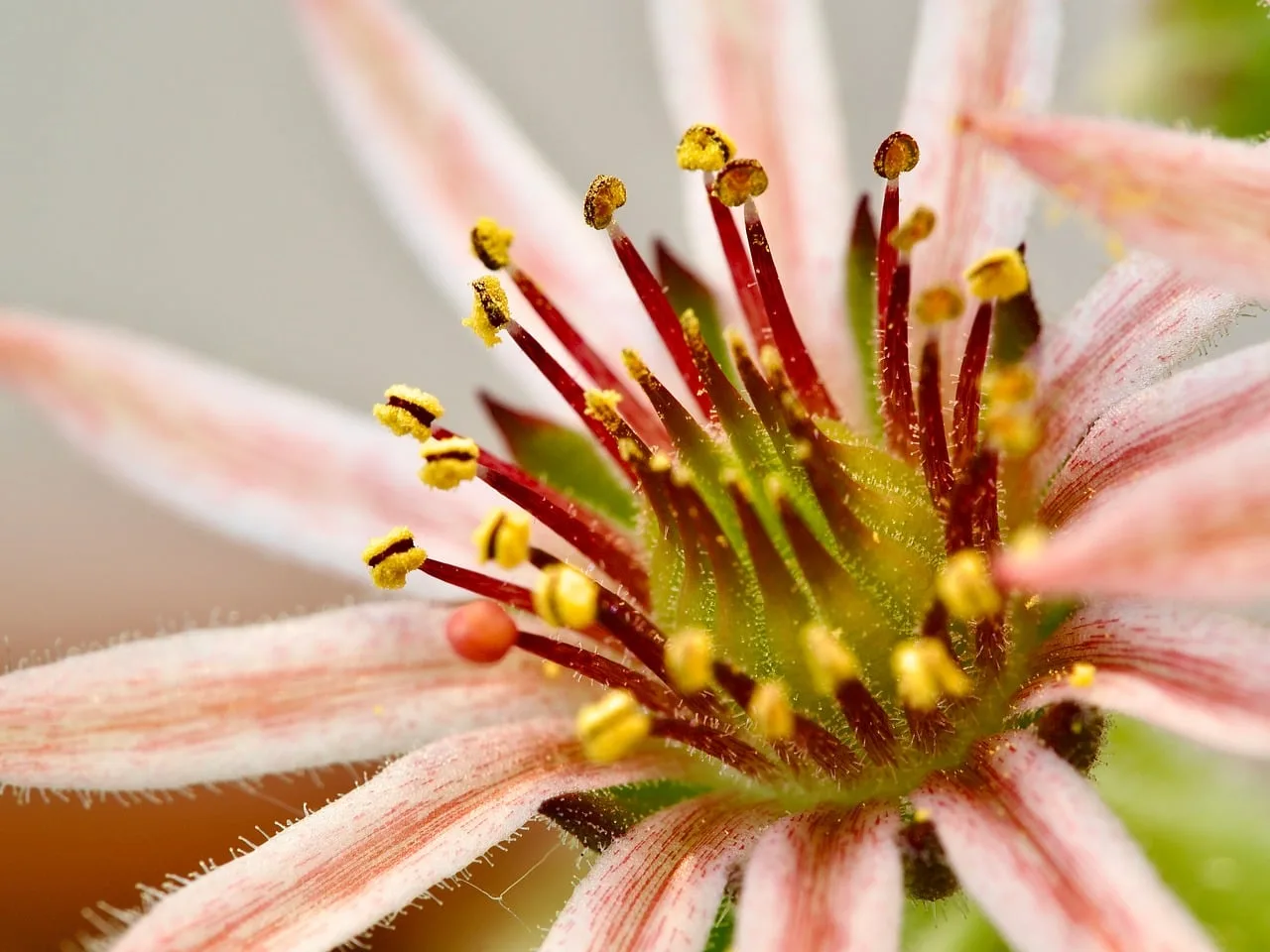 Rosa çiçeği makro detay - renkli doğa
