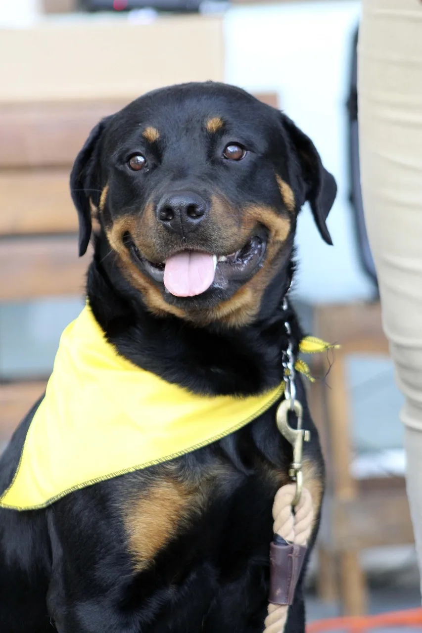 Rottweiler mutlu portre - gülümseyen köpek