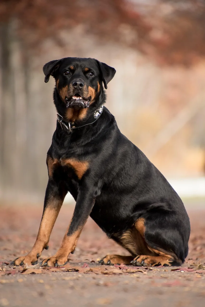 Rottweiler oturmuş sonbahar yaprakları arasında portre