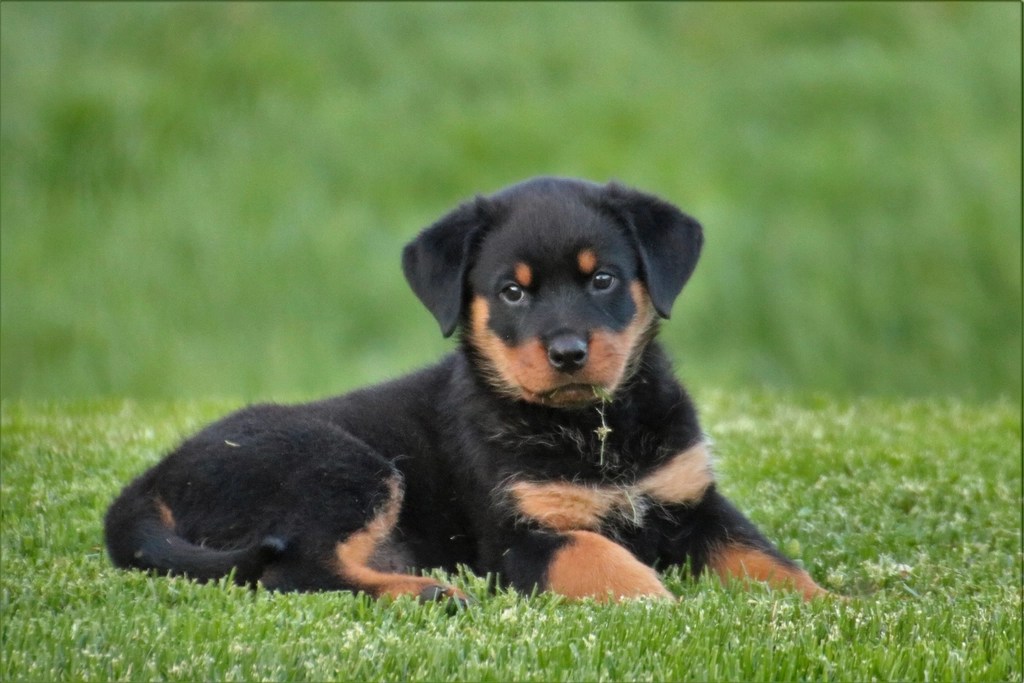Rottweiler Yavrusu Yeşil Çimde Uzanırken Masum Bakışlar ve Sevimli Anlar