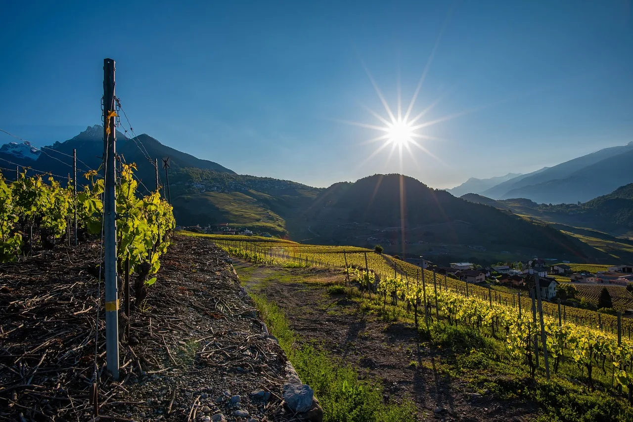 Sabah ışığında bağ manzarası - Valais (İsviçre)
