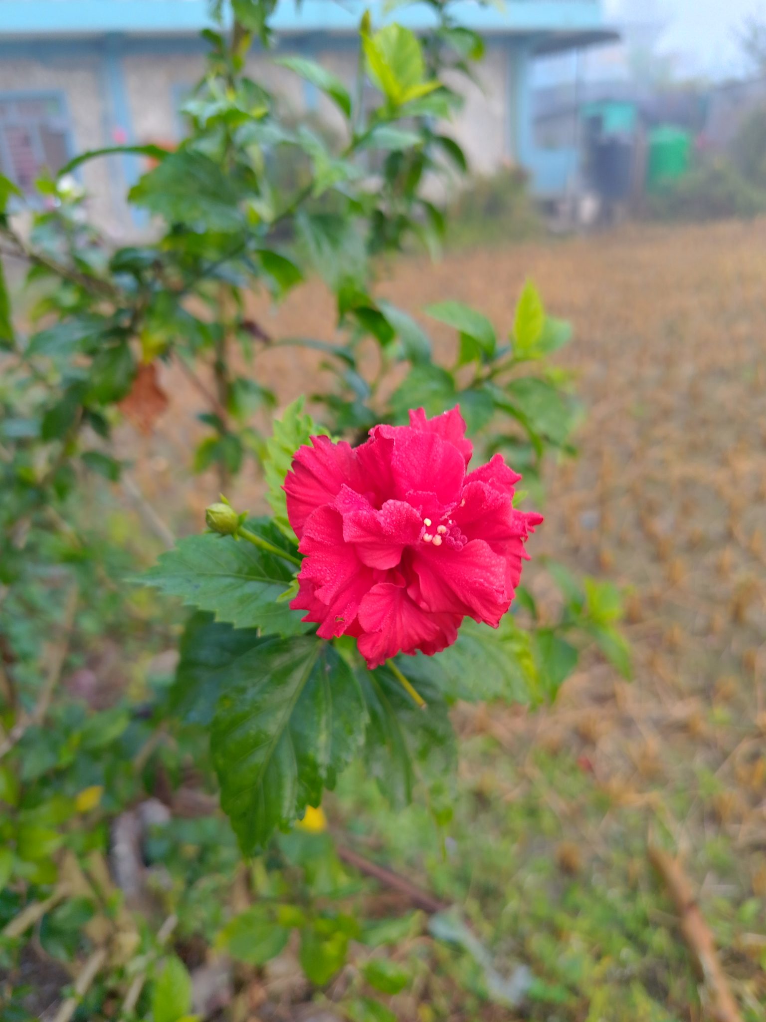 Sabah Sisiyle Kaplı Kırsal Bahçede Parlayan Canlı Kırmızı Hibiskus