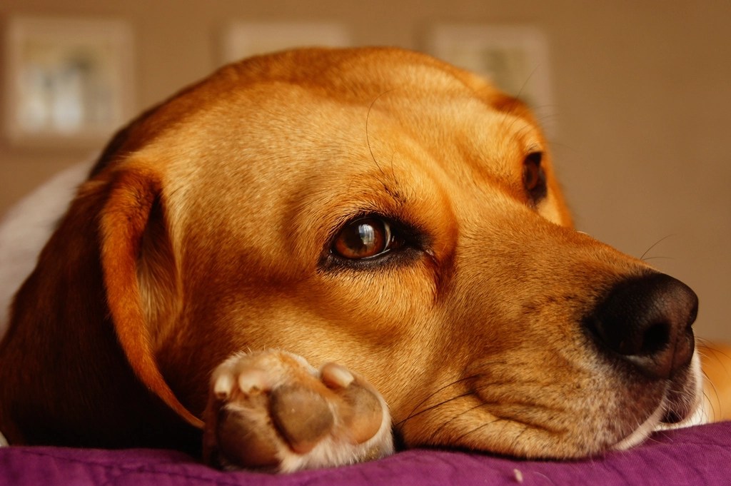 Sahibini bekler gibi mor yatakta yatan üzgün bakışlı sarı renkli köpek portresi