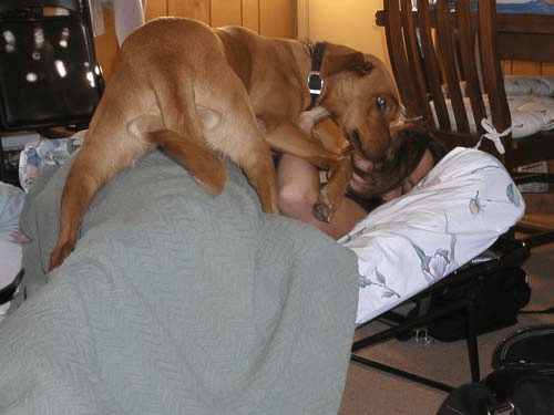 Sahibinin Üzerine Çıkan Golden Retriever ile Evde Komik Anlar