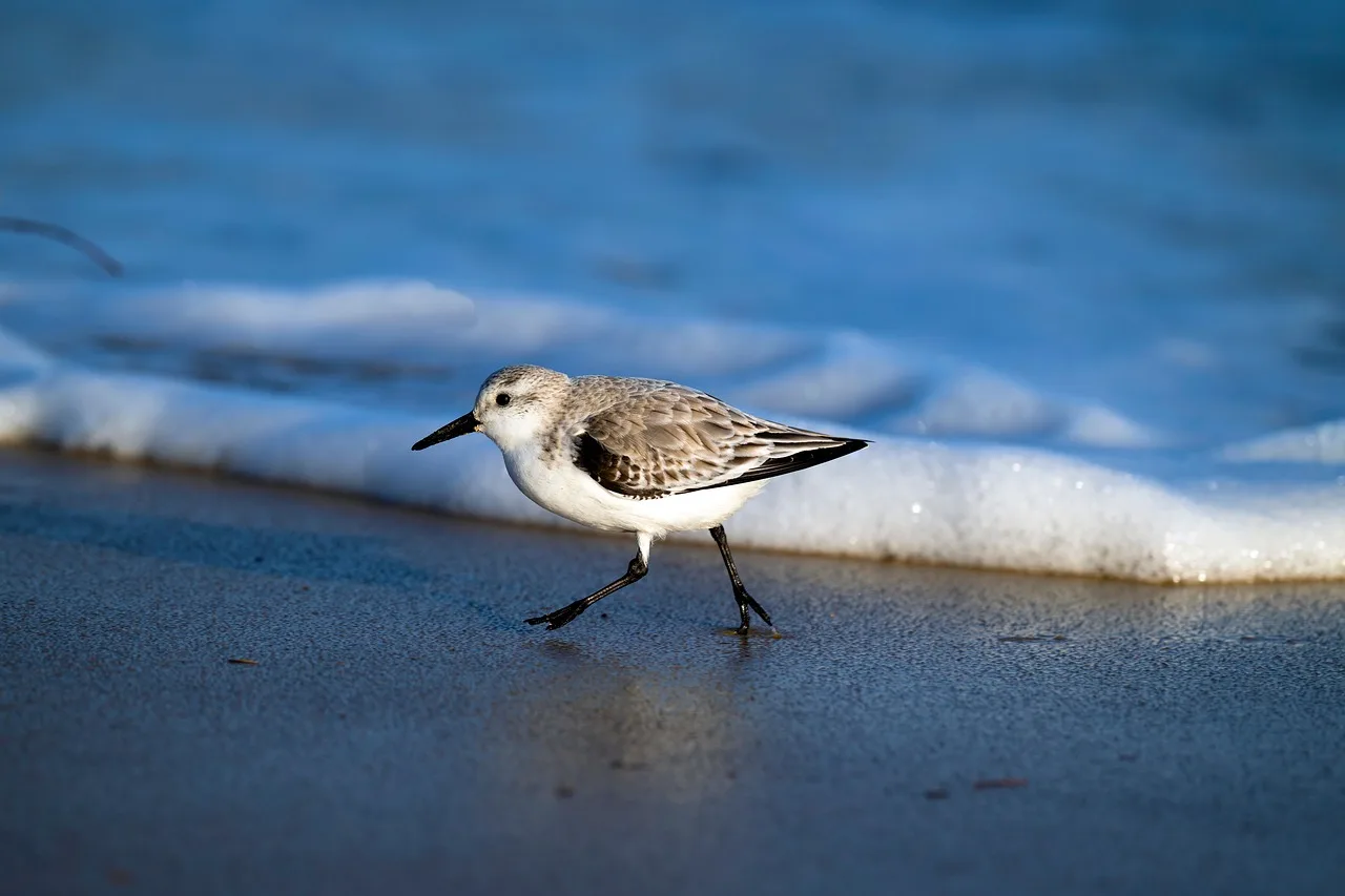 Sahil kuşları - sanderling ve sığırkuşu Sahil kuşları - sanderling ve sığırkuşu