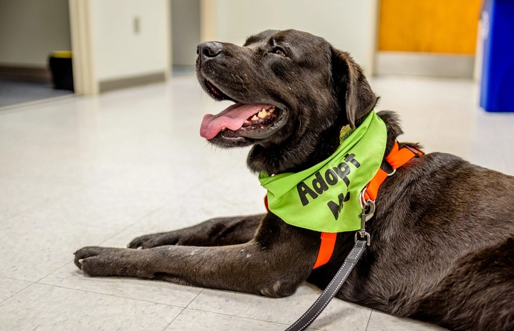 sahiplenilmeyi bekleyen neşeli kahverengi köpek adopt me bandanasıyla gülümsüyor