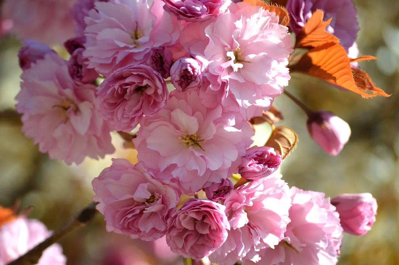 Sakura çiçeği bahar fotoğrafı - pembe dal