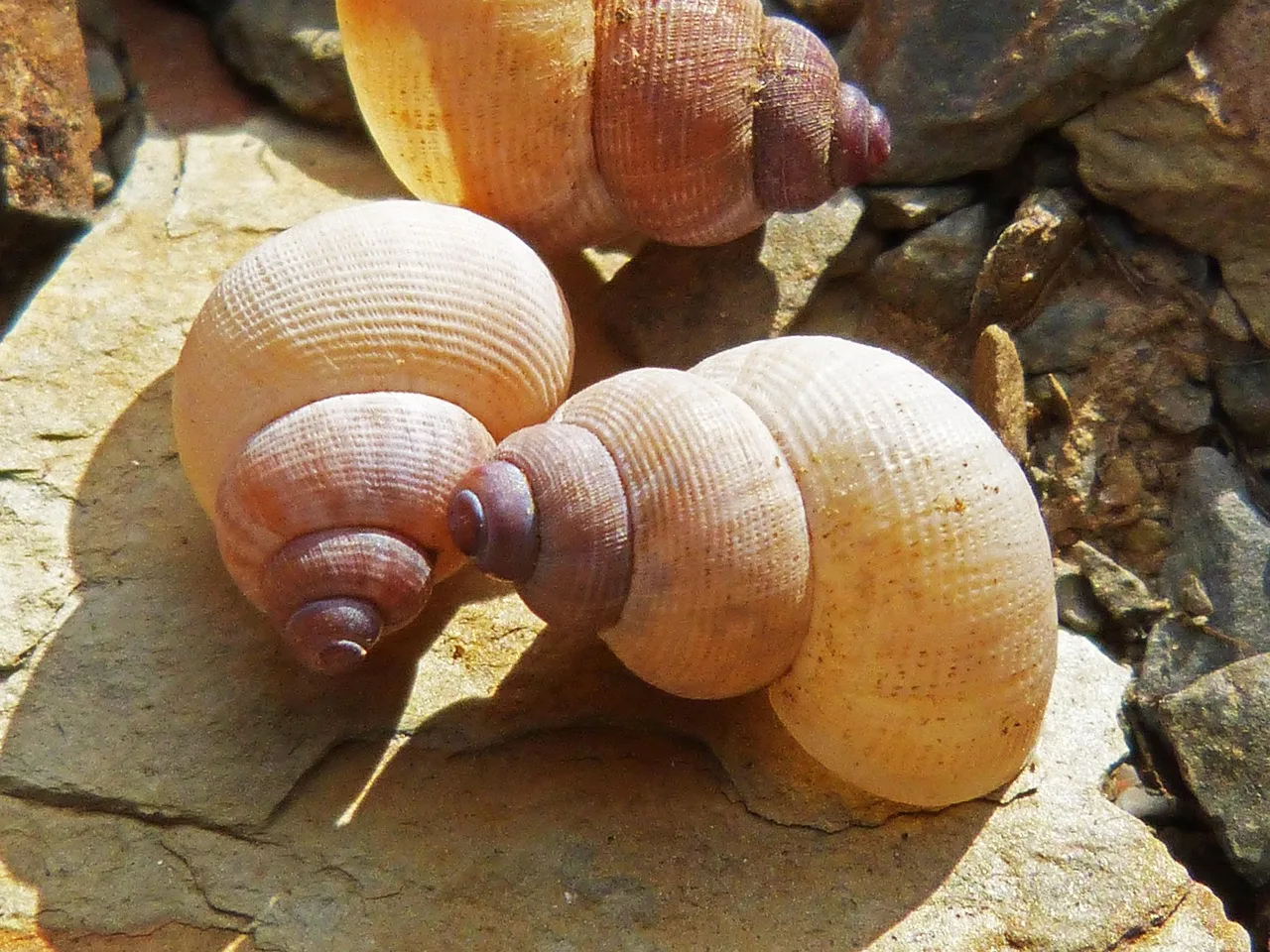 Salyangoz kabuğu makro fotoğrafı sarmal desen
