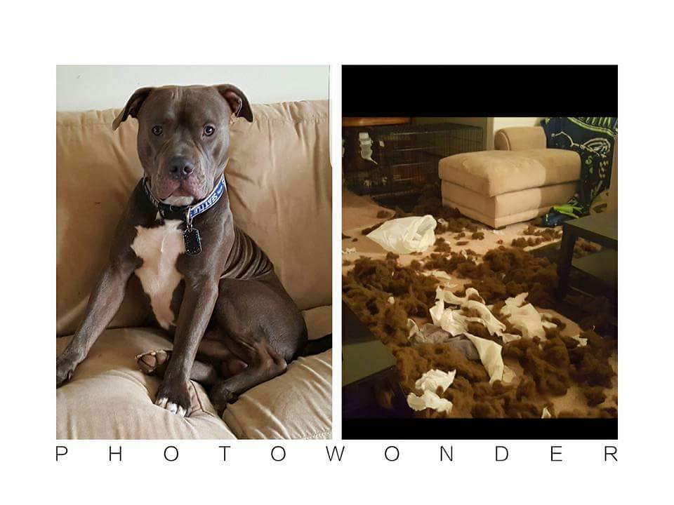 Sanki Hiçbir Şey Olmamış Gibi Oturan Pitbull ve Dağılmış Odanın Hikayesi