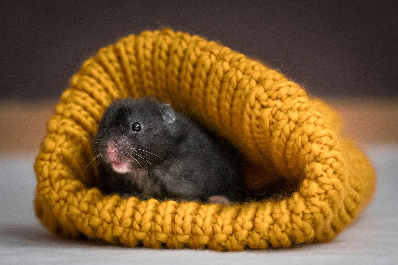 Şapkalı hamster örme keyfi - sevimli evcil hayvan