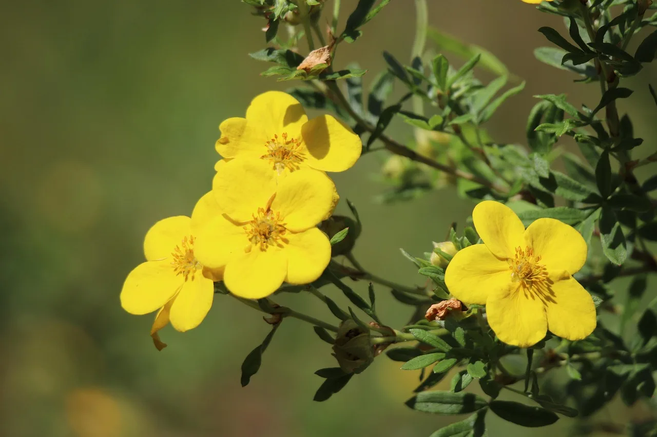 Sarı çiçekli potentilla süs bitkisi - duvar kağıdı