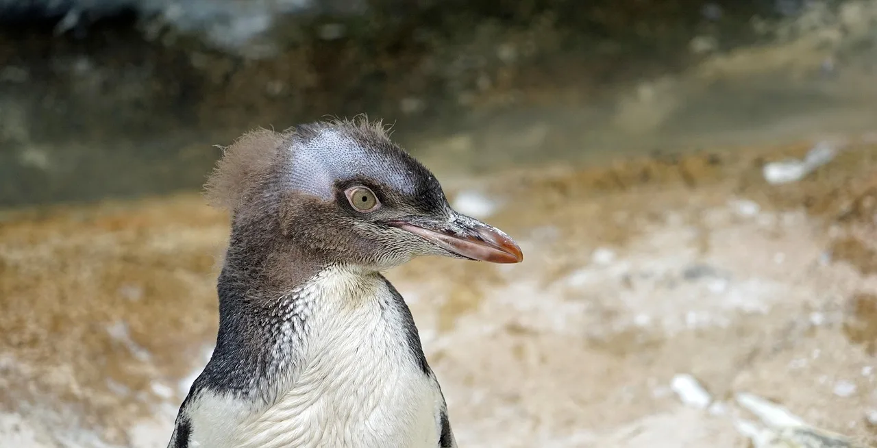Sarı gözlü penguen yavrusu - yeni zelanda