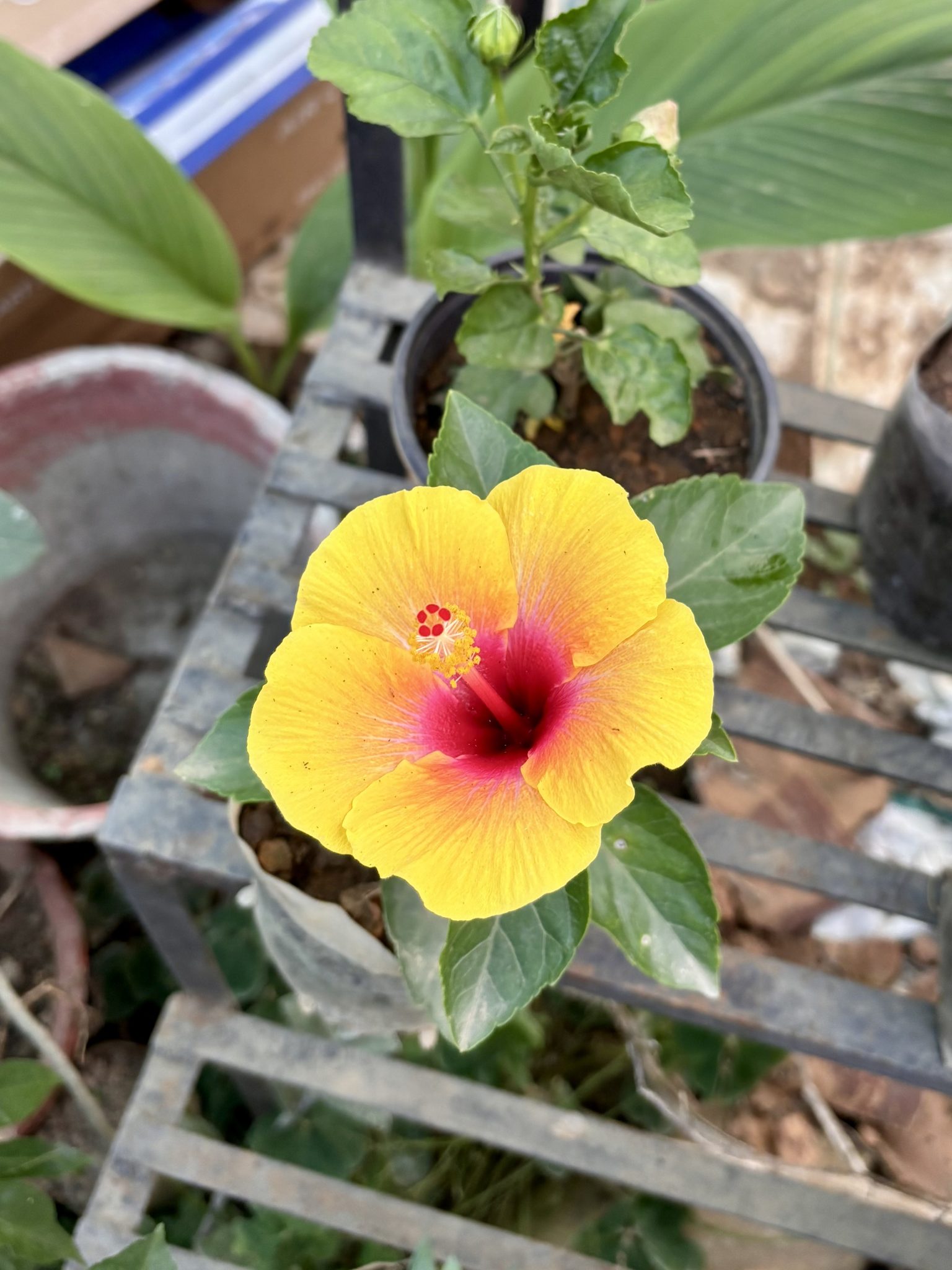 Sarı Kırmızı Hibiskus Çiçeği ile Balkon Bahçeciliği ve Bitki Dekoru