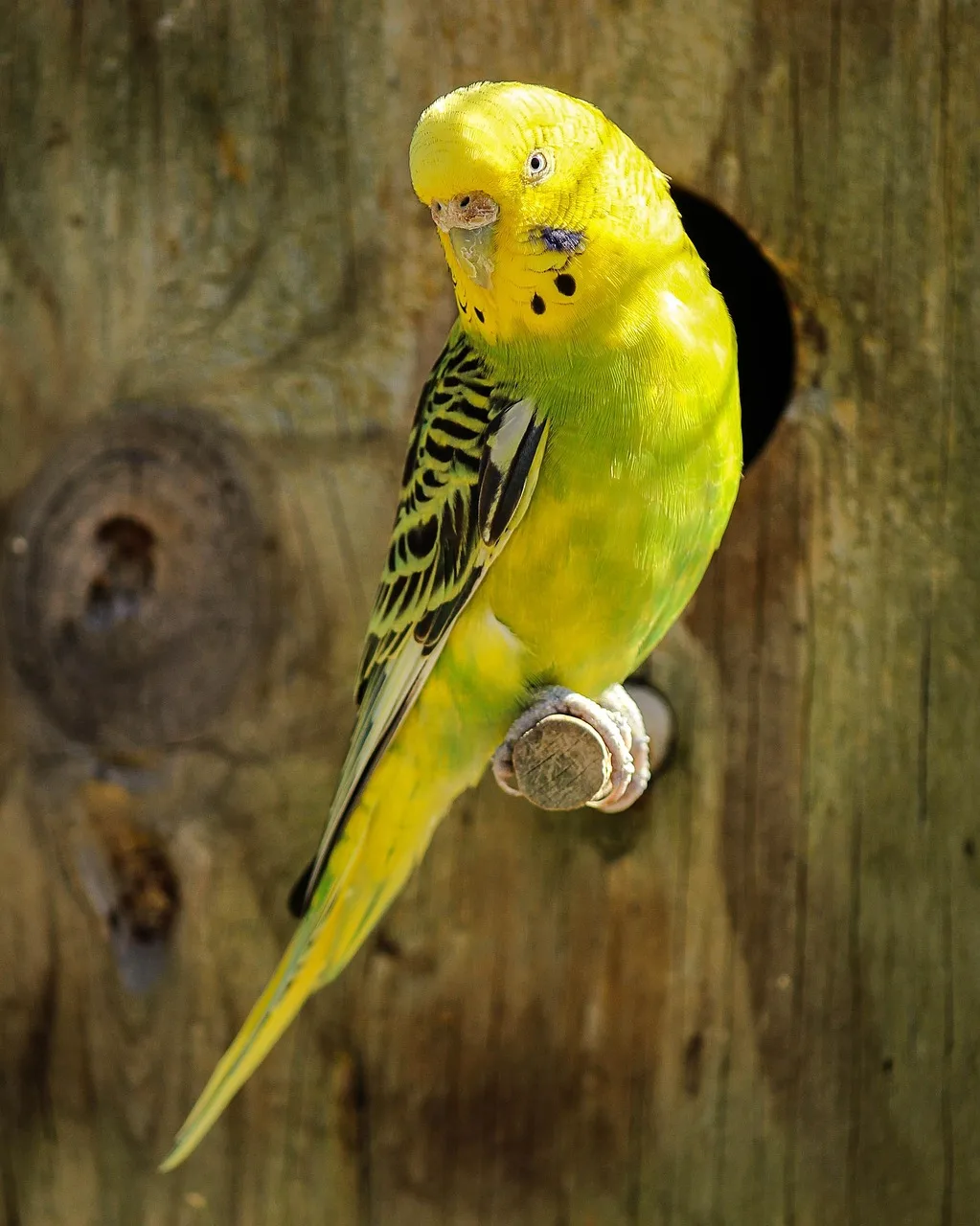 Sarı parakeet doğada parlak tüylerle