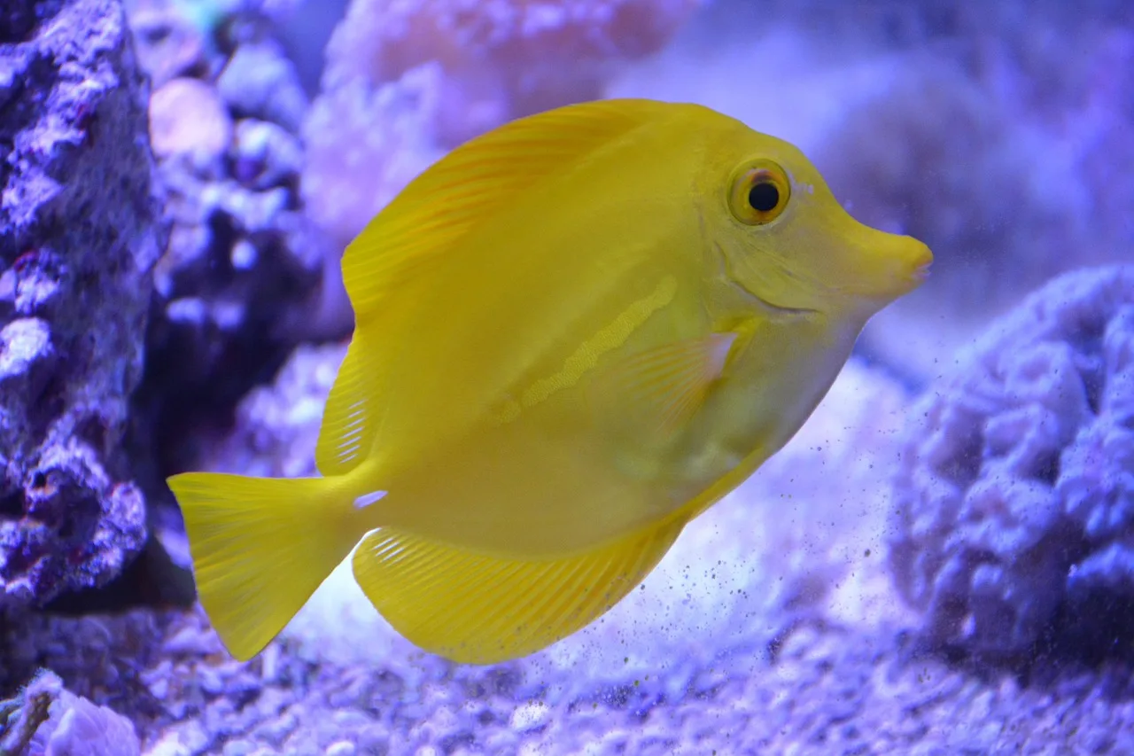 Sarı renkli balık akvaryum fotoğrafı