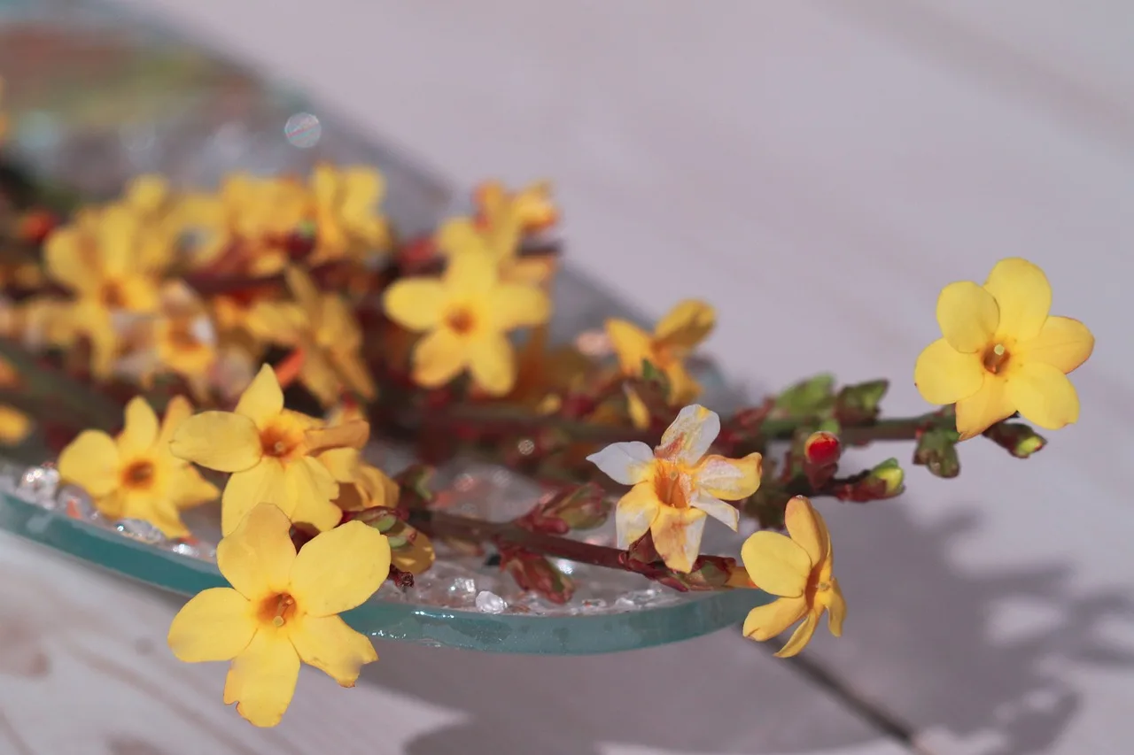 Sarı yasemin çiçeği makro fotoğrafı - doğal güzellik